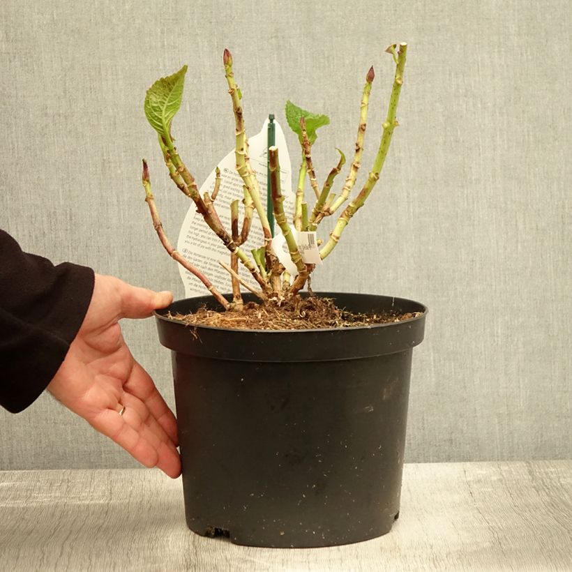 Esemplare di Hortensia - Hydrangea macrophylla Beautensia Spike Pot de 4L/5L come consegnato in autunno