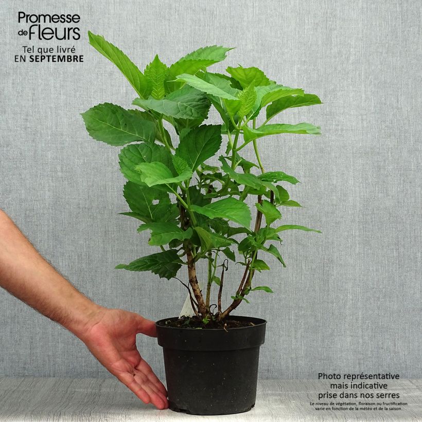 Esemplare di Hydrangea macrophylla Bela - Ortensia Vaso da 2L/3L come consegnato in autunno