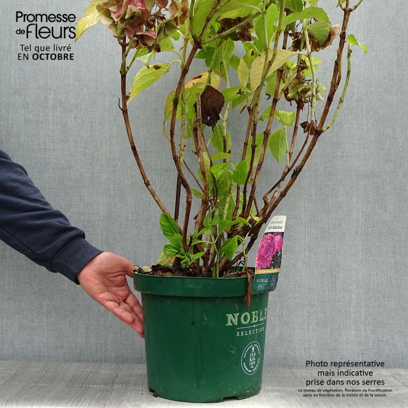 Esemplare di Hydrangea macrophylla Belle Séduction - Ortensia Vaso da 7,5L/10L come consegnato in autunno