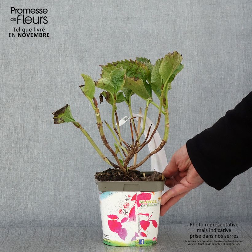 Esemplare di Hydrangea macrophylla Benelux Pink - Ortensia Vaso da 2L/3L, A cespuglio come consegnato in autunno
