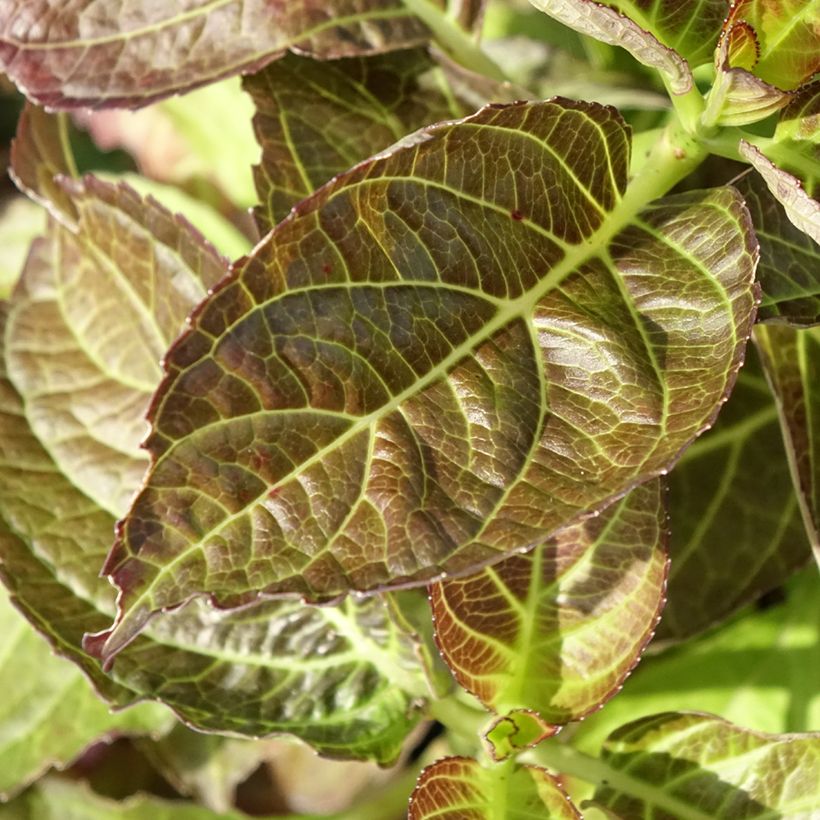 Hydrangea macrophylla Benthe (Fogliame)