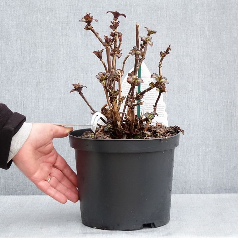 Hydrangea macrophylla Benthe Vaso da 4L/5L esemplare consegnato in primavera