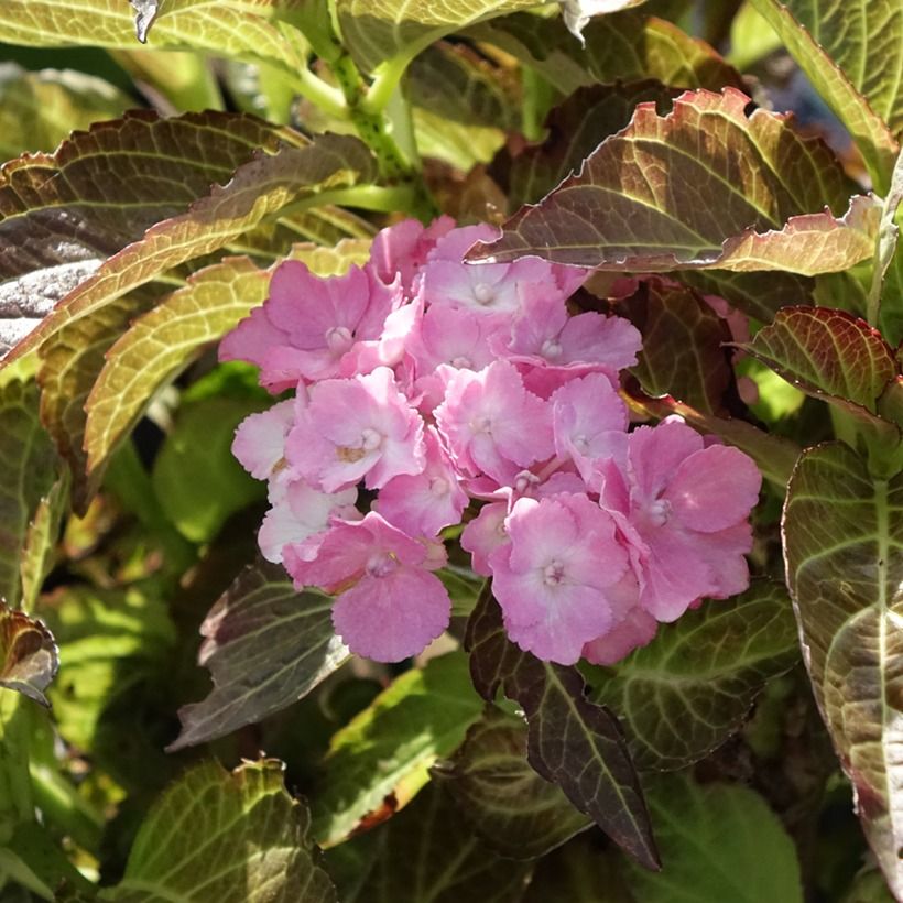 Hydrangea macrophylla Benthe (Fioritura)