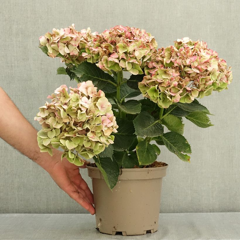 Esemplare di Hydrangea macrophylla Berlin - Ortensia Vaso da 4L/5L consegnato in estate