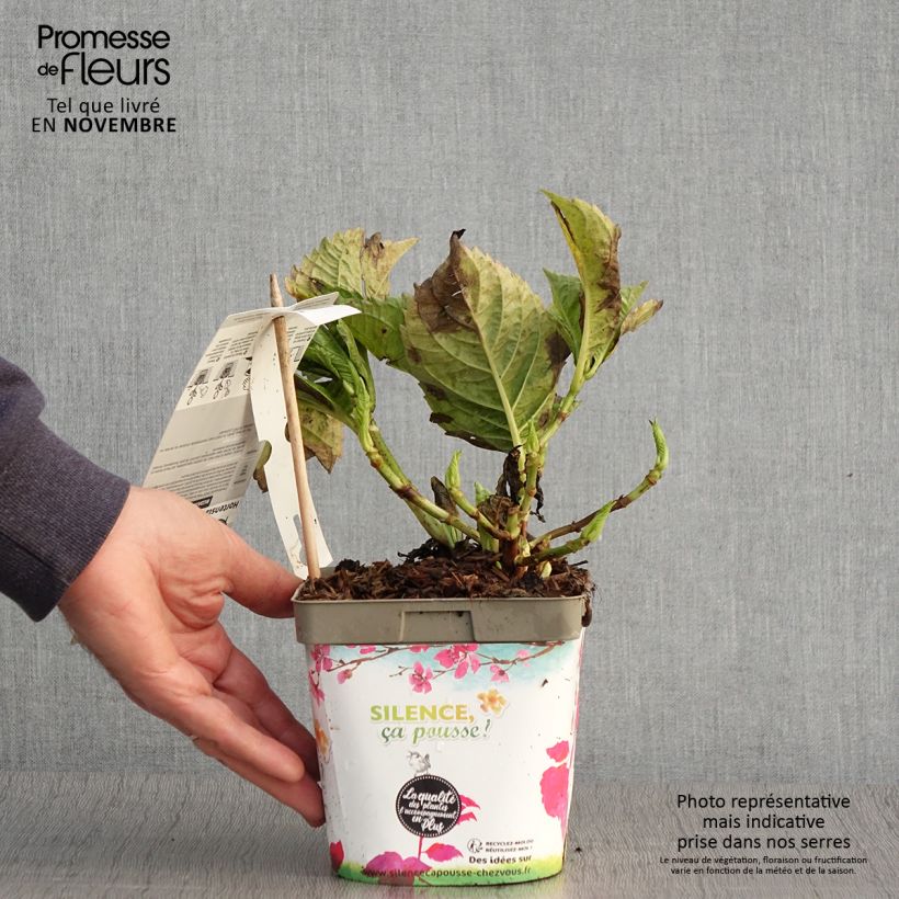 Esemplare di Hortensia - Hydrangea macrophylla Big Data Pink Pot de 2L/3L, Buisson, 5/6 branches come consegnato in autunno