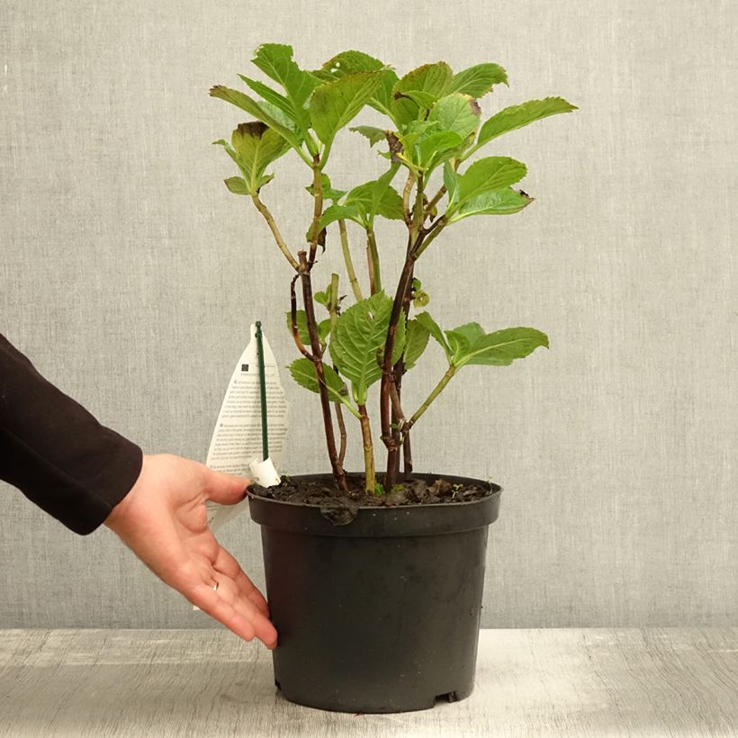 Esemplare di Hortensia - Hydrangea macrophylla Black Steel Purple Pot de 4L/5L come consegnato in autunno
