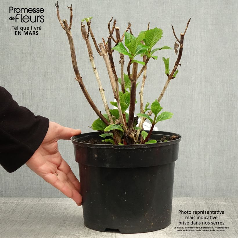 Example of Hydrangea macrophylla Black Steel Purple - Ortensia Vaso da 4L/5L as you get in printemps