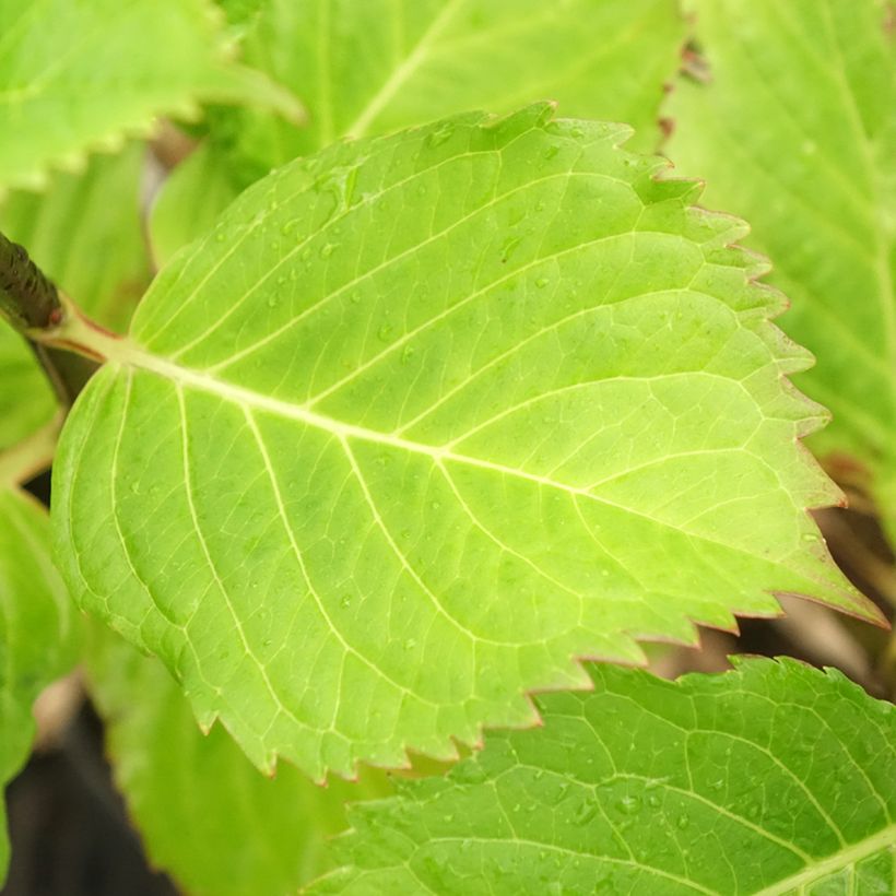 Hydrangea macrophylla Black Steel Purple - Ortensia (Foliage)