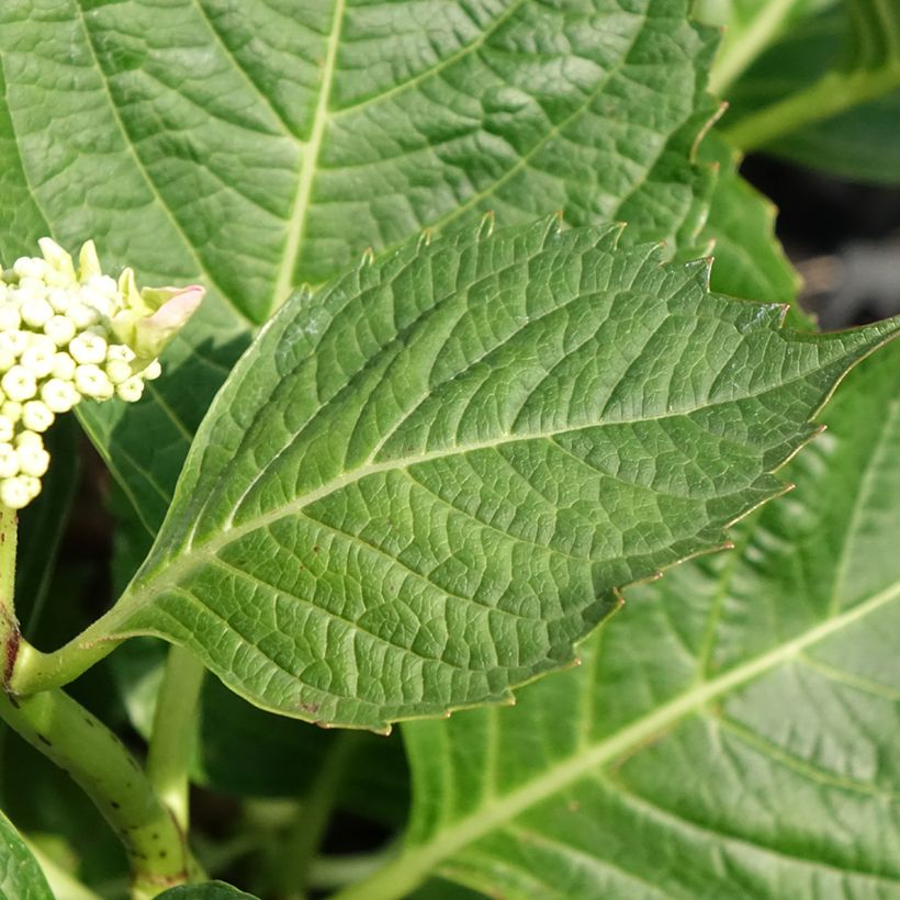 Hydrangea macrophylla Bloombuster rose - Ortensia (Foliage)