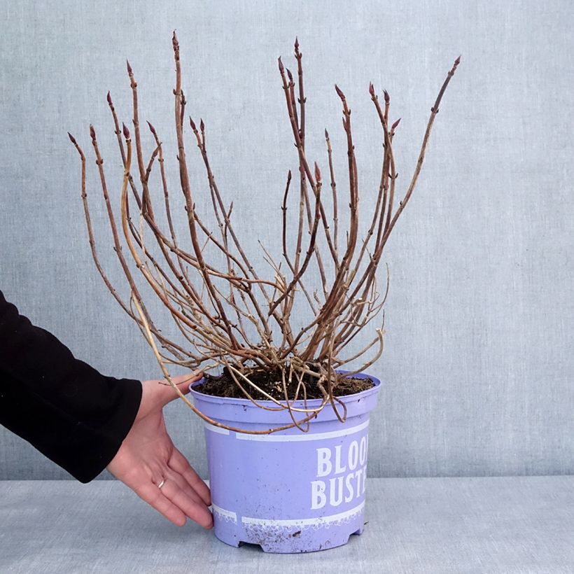 Hydrangea macrophylla Bloombuster rose - Ortensia Vaso da 4L/5L esemplare consegnato in inverno