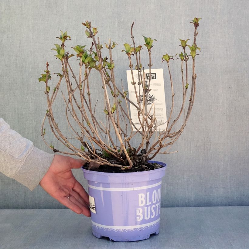 Example of Hydrangea macrophylla Bloombuster rose - Ortensia Vaso da 4L/5L as you get in printemps