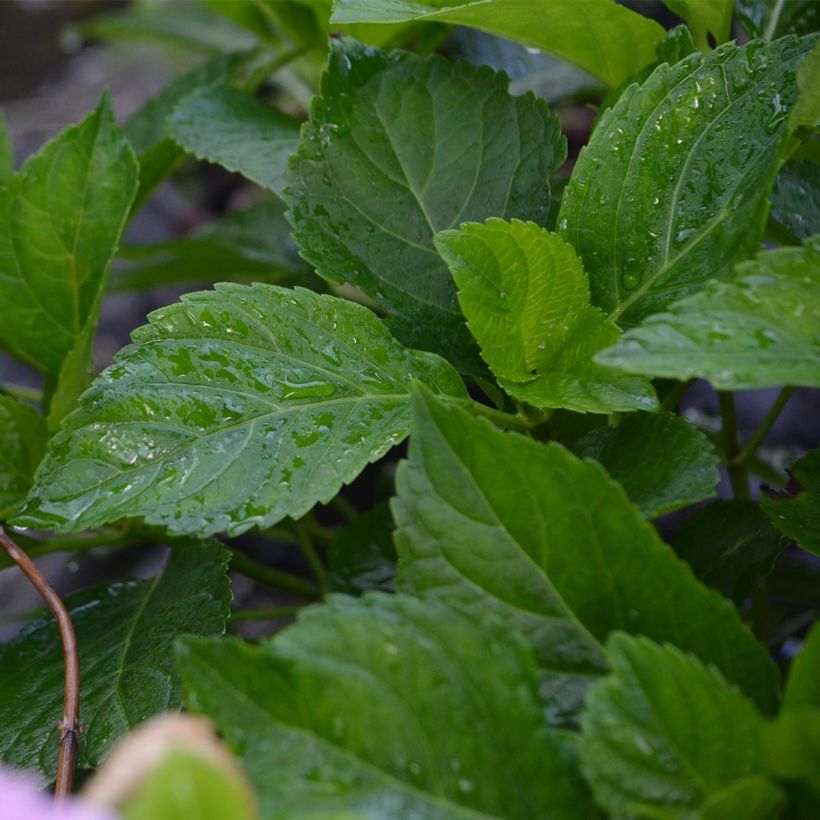 Hydrangea macrophylla Bodensee - Ortensia (Foliage)