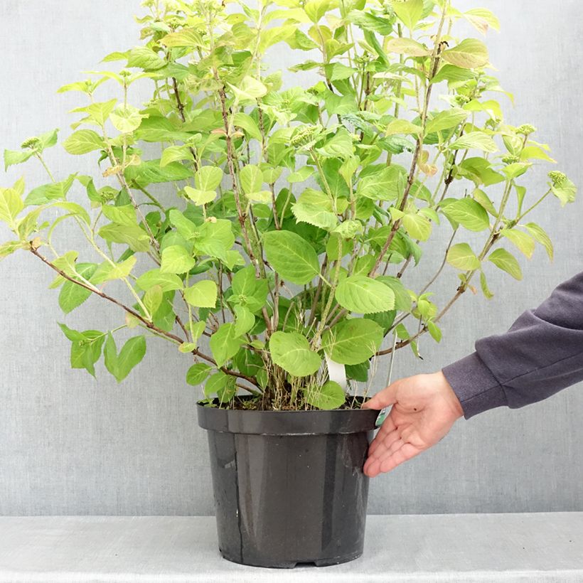 Hydrangea macrophylla Bouquet Rose - Ortensia Vaso da 7,5L/10L esemplare consegnato in primavera