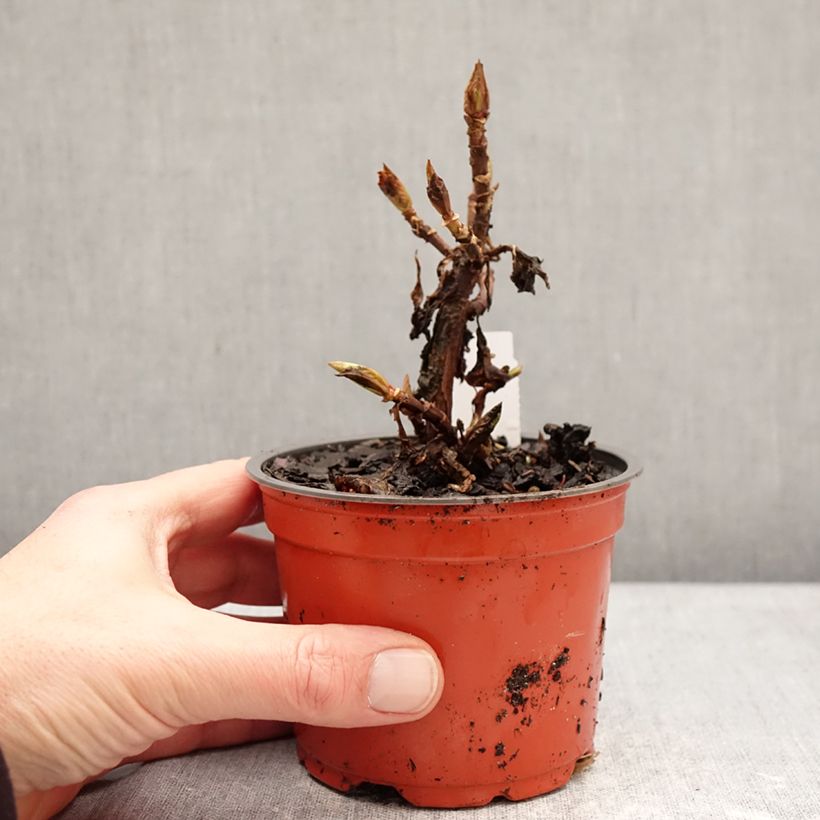 Hydrangea macrophylla Bright White - Ortensia Vasetto da 8/9 cm esemplare consegnato in inverno