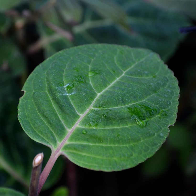 Hydrangea macrophylla Camino - Ortensia (Fogliame)