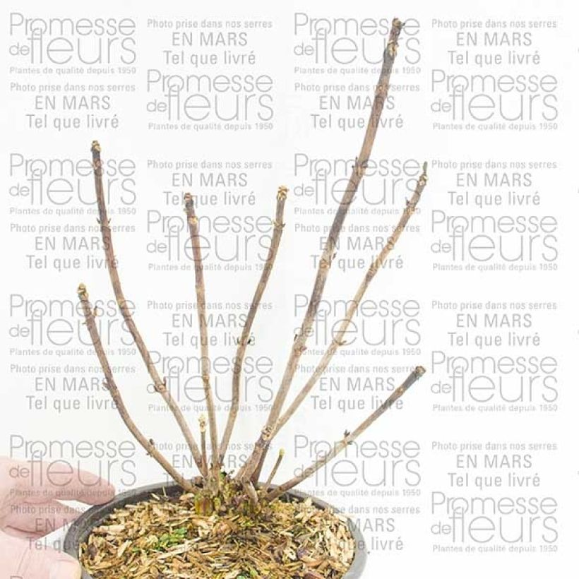 Esempio di esemplare Hydrangea macrophylla Camino - Ortensia Vaso da 2L/3L, A cespuglio come consegnato