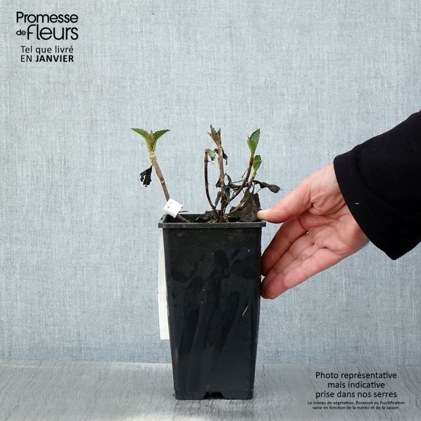 Example of Hydrangea macrophylla Chocolate Ever Belles - Ortensia Vaso da 1,5L/2L as you get in hiver