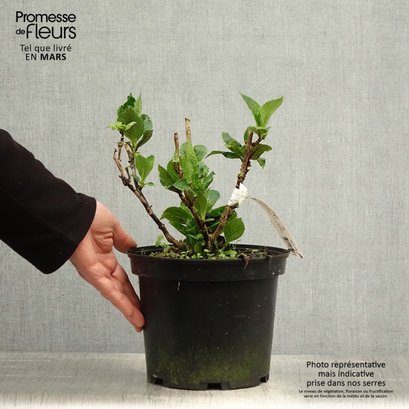 Example of Hydrangea macrophylla Chocolate Ever Belles - Ortensia Vaso da 4L/5L as you get in printemps