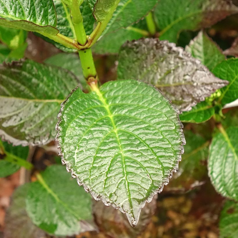 Hydrangea macrophylla Chocolate Ever Belles - Ortensia (Foliage)