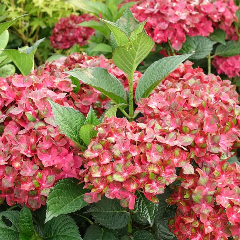 Hydrangea macrophylla Chocolate Ever Belles - Ortensia (Flowering)