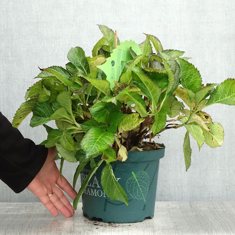 Esemplare di Hydrangea macrophylla Dark Angel Purple - Ortensia Vaso da 2L/3L come consegnato in autunno