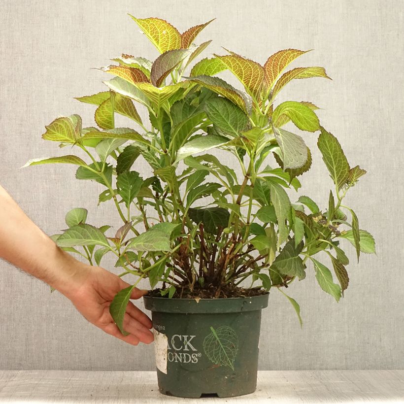 Esemplare di Hydrangea macrophylla Dark Angel Purple - Ortensia Vaso da 2L/3L consegnato in estate