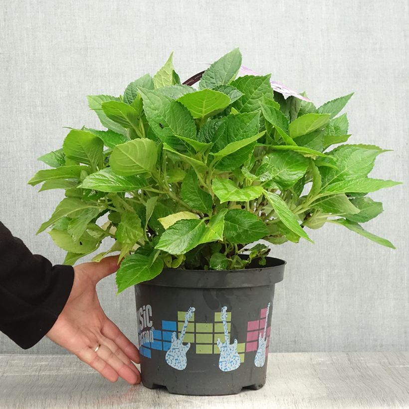 Esemplare di Hydrangea macrophylla Deep Purple Dance - Ortensia Vaso da 4L/5L, A cespuglio come consegnato in autunno