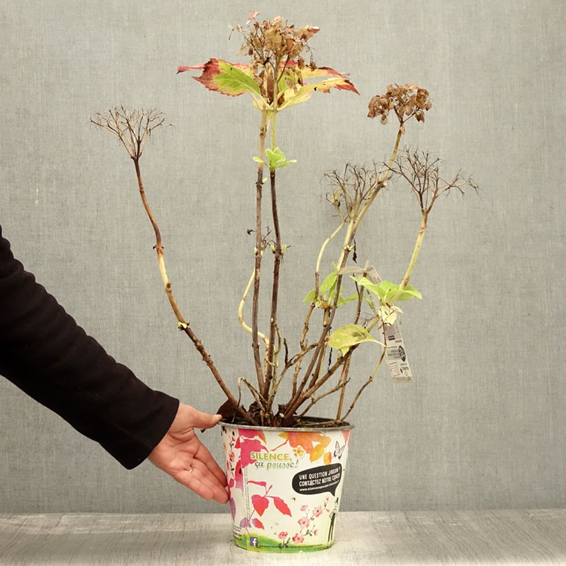 Esemplare di Hydrangea macrophylla Dolce Fragola - Ortensia Vaso da 4L/5L come consegnato in autunno