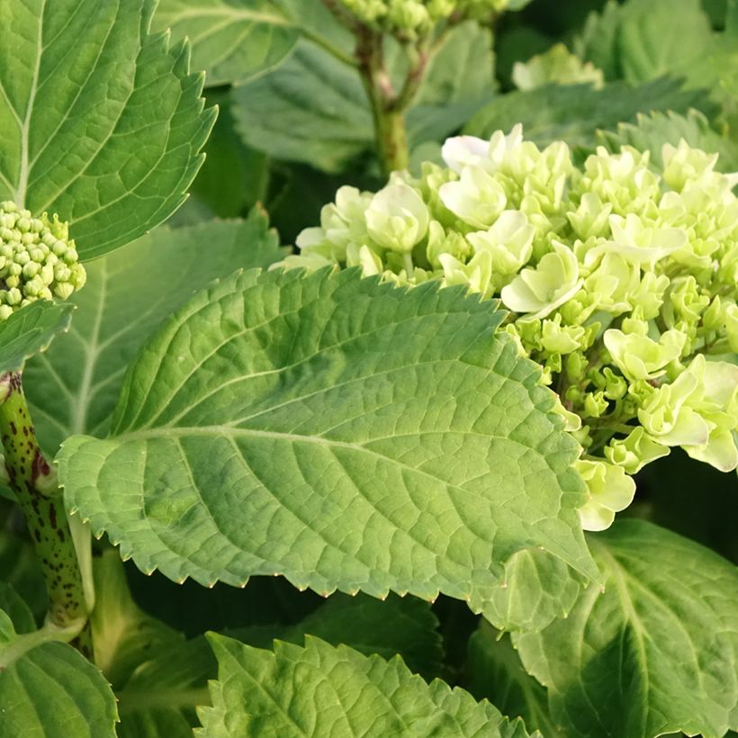 Hydrangea macrophylla Early Blue - Ortensia (Foliage)