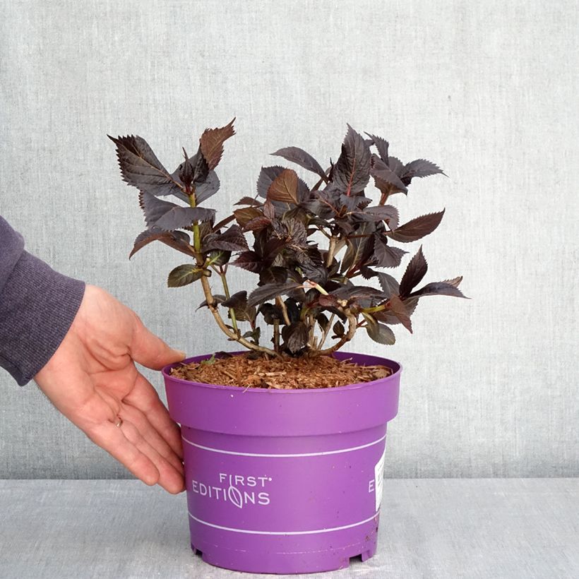 Hydrangea macrophylla Eclipse - Ortensia Vaso da 3L/4L esemplare consegnato in primavera