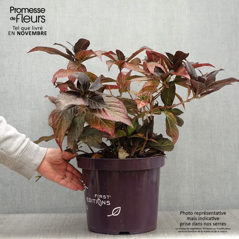 Esemplare di Hortensia - Hydrangea macrophylla Eclipse Pot de 3L/4L come consegnato in autunno