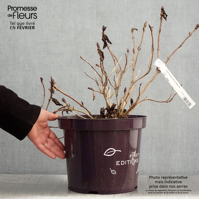 Example of Hydrangea macrophylla Eclipse - Ortensia Vaso da 3L/4L as you get in hiver