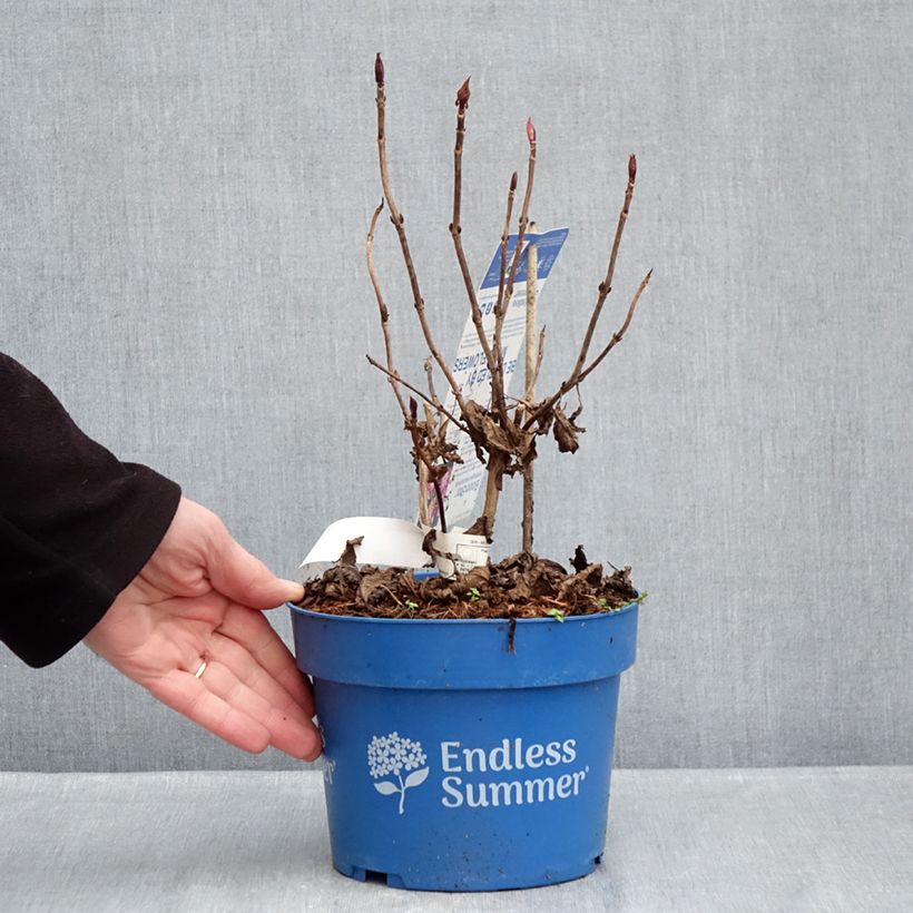 Example of Hydrangea macrophylla Endless Summer Bloomstar - Ortensia Vaso da 3L/4L as you get in hiver