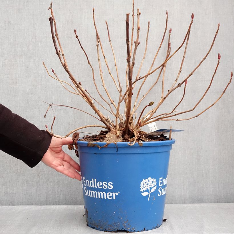 Example of Hydrangea macrophylla Endless Summer The Bride - Ortensia Vaso da 12L/15L as you get in hiver