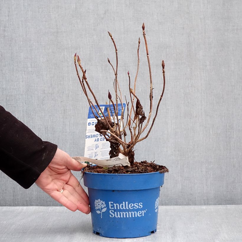 Example of Hydrangea macrophylla Endless Summer The Bride - Ortensia Vaso da 2L/3L as you get in hiver