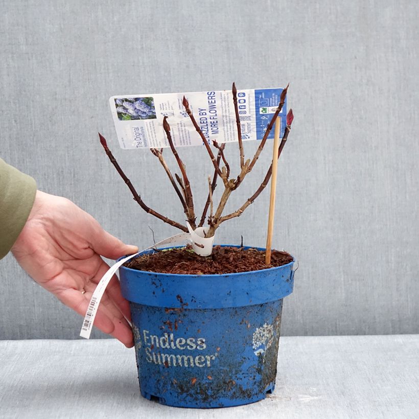 Example of Hydrangea macrophylla Endless Summer The Original Blue - Ortensia Vaso da 2L/3L as you get in hiver