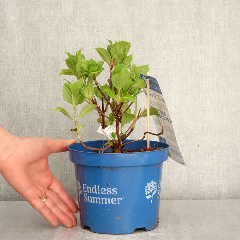 Hydrangea macrophylla Endless Summer The Original Blue - Ortensia Vaso da 2L/3L esemplare consegnato in primavera