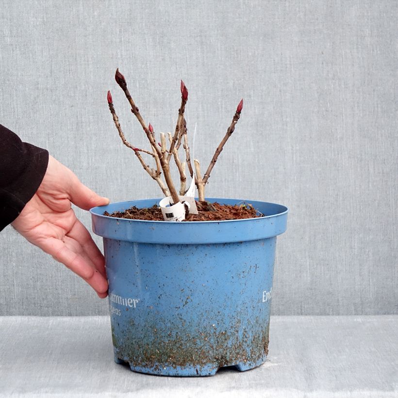 Example of Hydrangea macrophylla Endless Summer The Original Blue - Ortensia Vaso da 4L/5L as you get in hiver