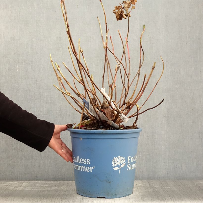 Esemplare di Hortensia - Hydrangea macrophylla Endless Summer The Original (Rose) Pot de 12L/15L come consegnato in autunno