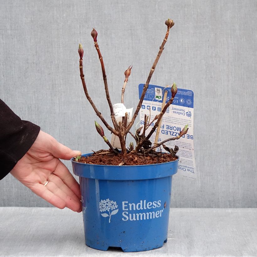 Example of Hydrangea macrophylla Endless Summer The Original Pink - Ortensia Vaso da 2L/3L as you get in hiver