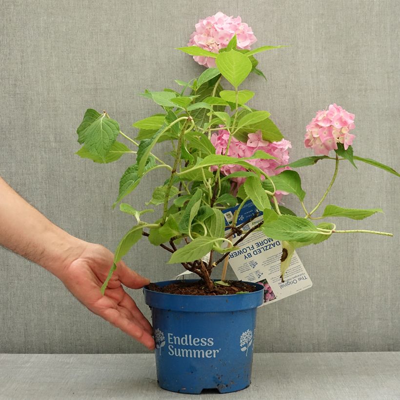 Hydrangea macrophylla Endless Summer The Original Pink - Ortensia Vaso da 2L/3L esemplare consegnato in primavera