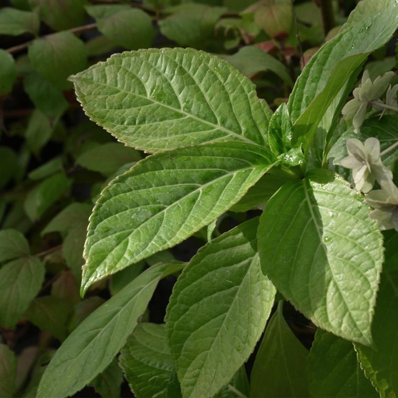 Hydrangea macrophylla Etoile Violette - Ortensia (Fogliame)