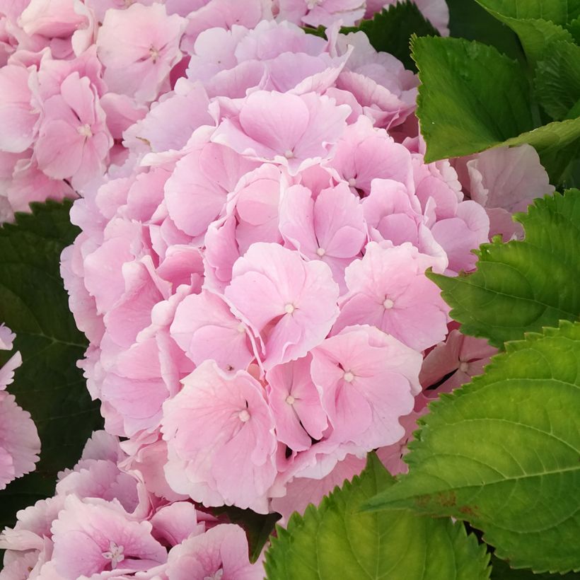 Hydrangea macrophylla Everbloom Pink Wonder (Fioritura)