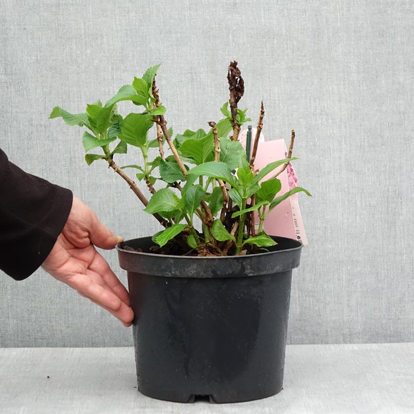 Hydrangea macrophylla Everbloom Pink Wonder Vaso da 4L/5L esemplare consegnato in primavera