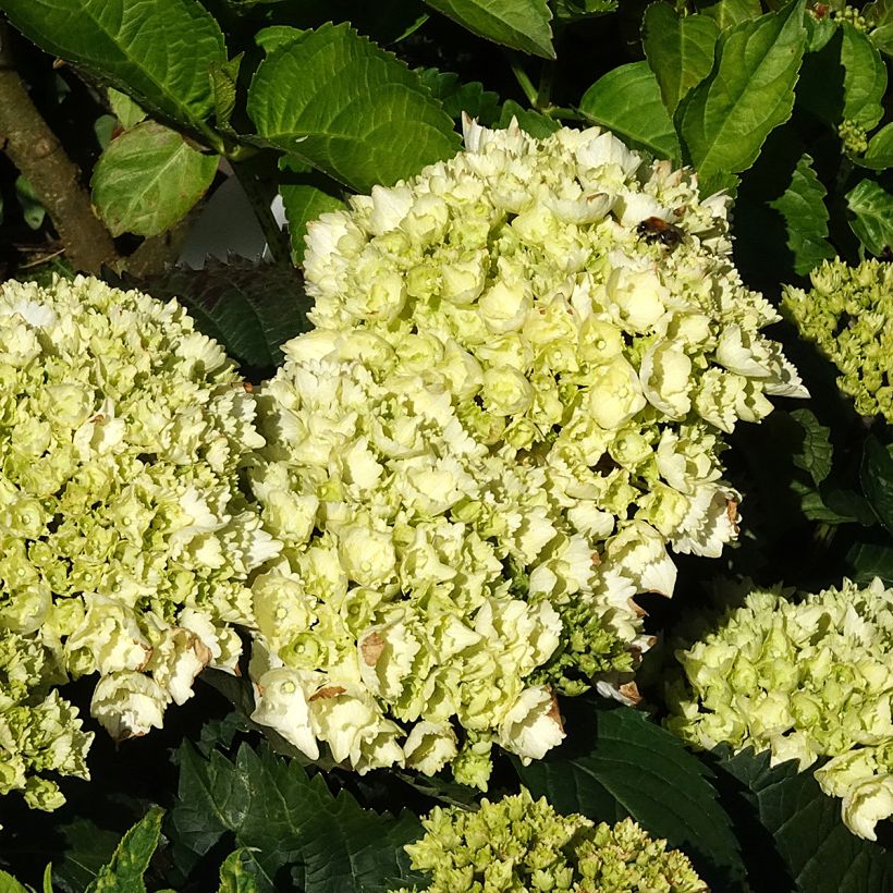 Hydrangea macrophylla Everbloom White Wonder (Fioritura)