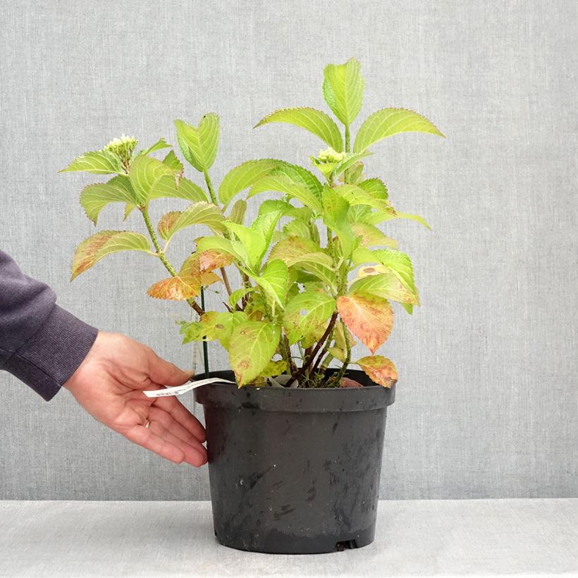 Hydrangea macrophylla Fantasia - Ortensia Vaso da 3L/4L esemplare consegnato in primavera