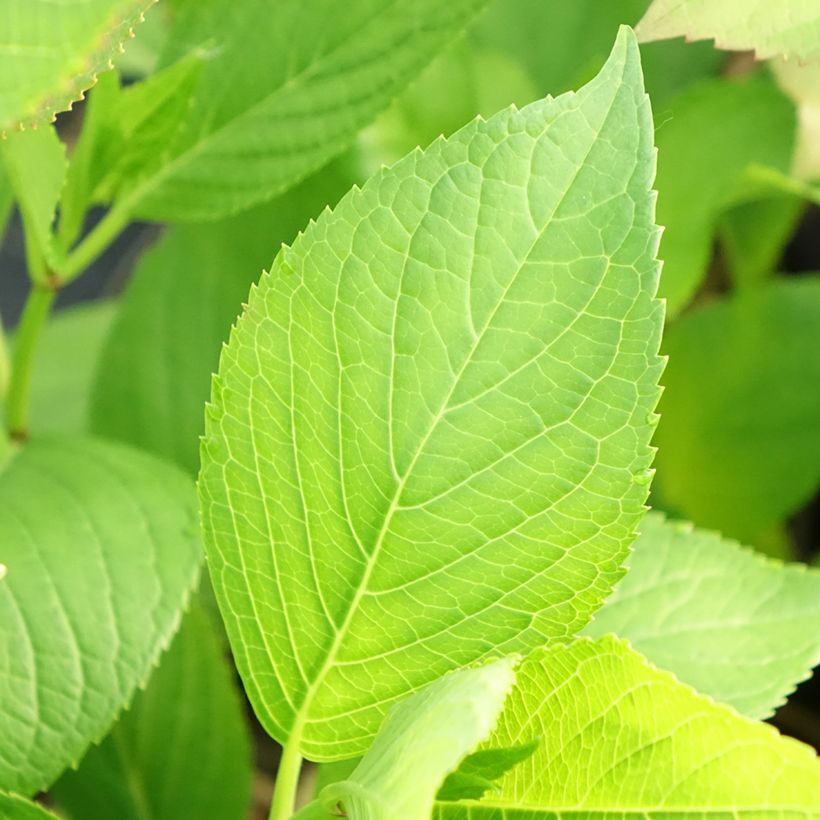 Hydrangea macrophylla Glowing Amber - Ortensia (Fogliame)