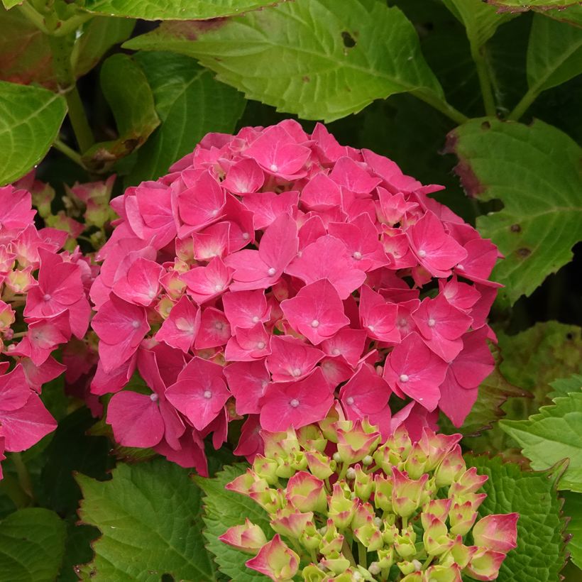 Hydrangea macrophylla Glowing Amber - Ortensia (Fioritura)