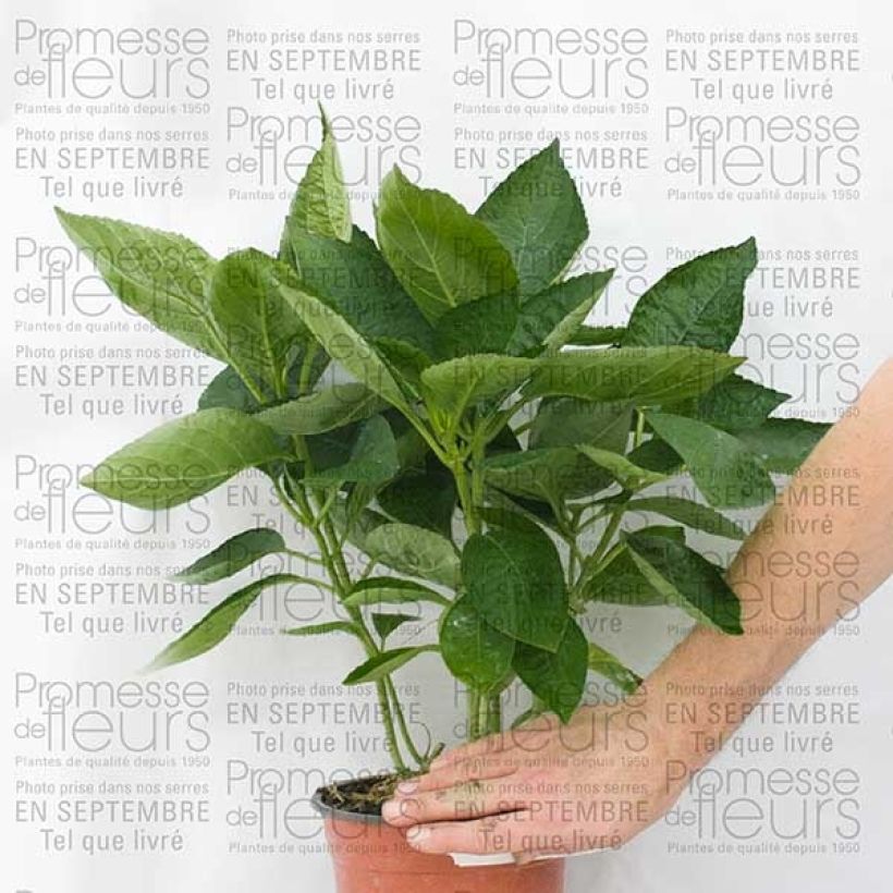 Esempio di esemplare Hydrangea macrophylla Great Star Blanc Bleu - Ortensia Vaso da 2L/3L, A cespuglio come consegnato