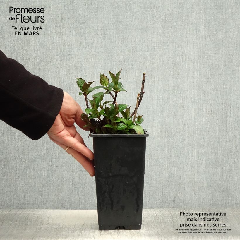 Example of Hydrangea macrophylla Green Ever Belles - Ortensia Vaso da 1,5L/2L as you get in printemps